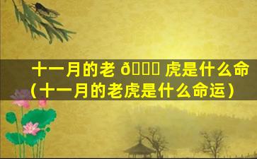 十一月的老 🐘 虎是什么命（十一月的老虎是什么命运）